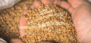 grain cargo shipping